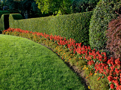 Sichtschutz Gartenhecke