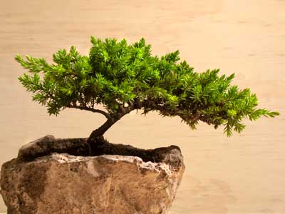 Bonsai Baum im Feng-Shui